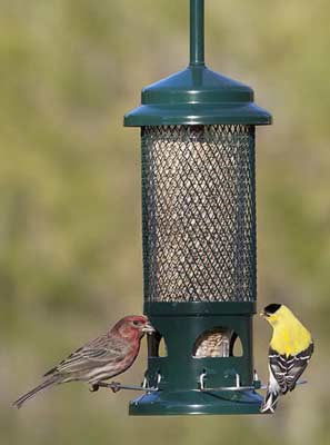 Ruokinta Squirrel Buster standard, oravat estävä ja kestävä lintujen ruokintalaite